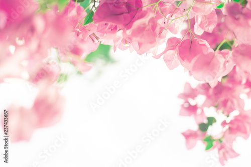 Flower abstract pastel background, Pink flowers in soft focus for background, wedding, valentine birthday card, with copy space for wording use relief, refreshment mood and tone concept