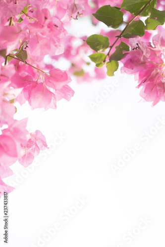Flower abstract pastel background, Pink flowers in soft focus for background, wedding, valentine birthday card, with copy space for wording use relief, refreshment mood and tone concept
