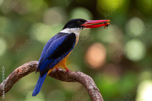 Konstfotografi Black Capped Kingfisher (Halcyon Pileata) on wrecked branch of the tree looking