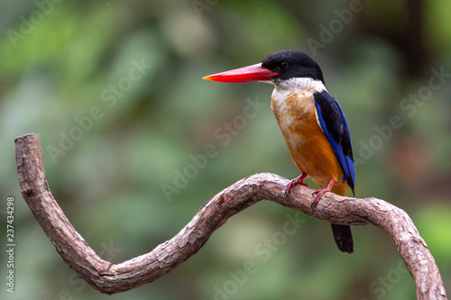 Fototapeta Black Capped Kingfisher (Halcyon Pileata) on wrecked branch of the tree looking
