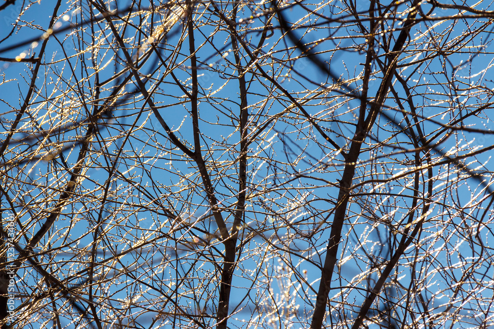 Iced tree branches against the blue sky winter landscape Iced tree branches against the blue sky winter landscape
