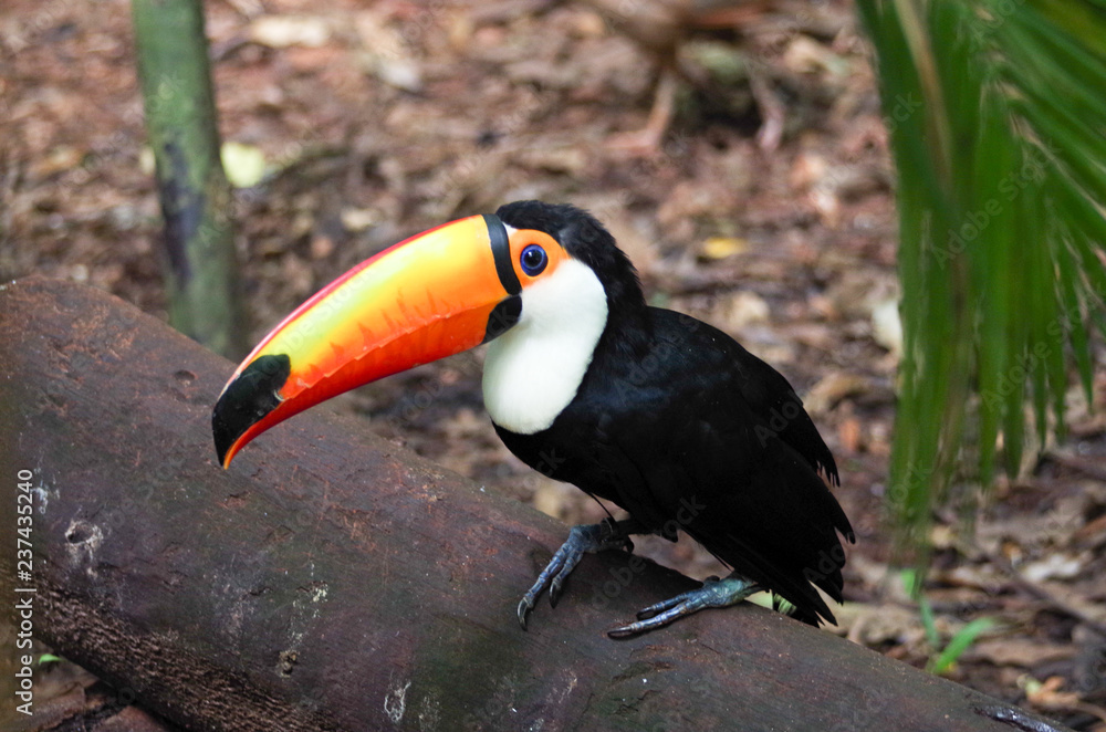 Naklejka premium Tuccan