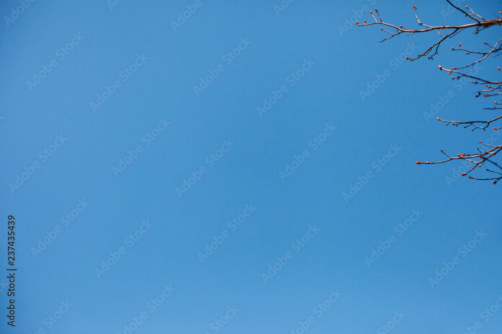 blue sky background. concept of spring. copy space. tree branches with swollen buds blue sky background. concept of spring. copy space. tree branches with swollen buds