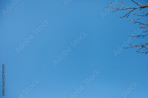 blue sky background. concept of spring. copy space. tree branches with swollen buds