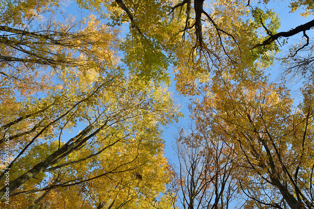 Bottom view to the top of trees in forest Bottom view to the top of trees in forest
