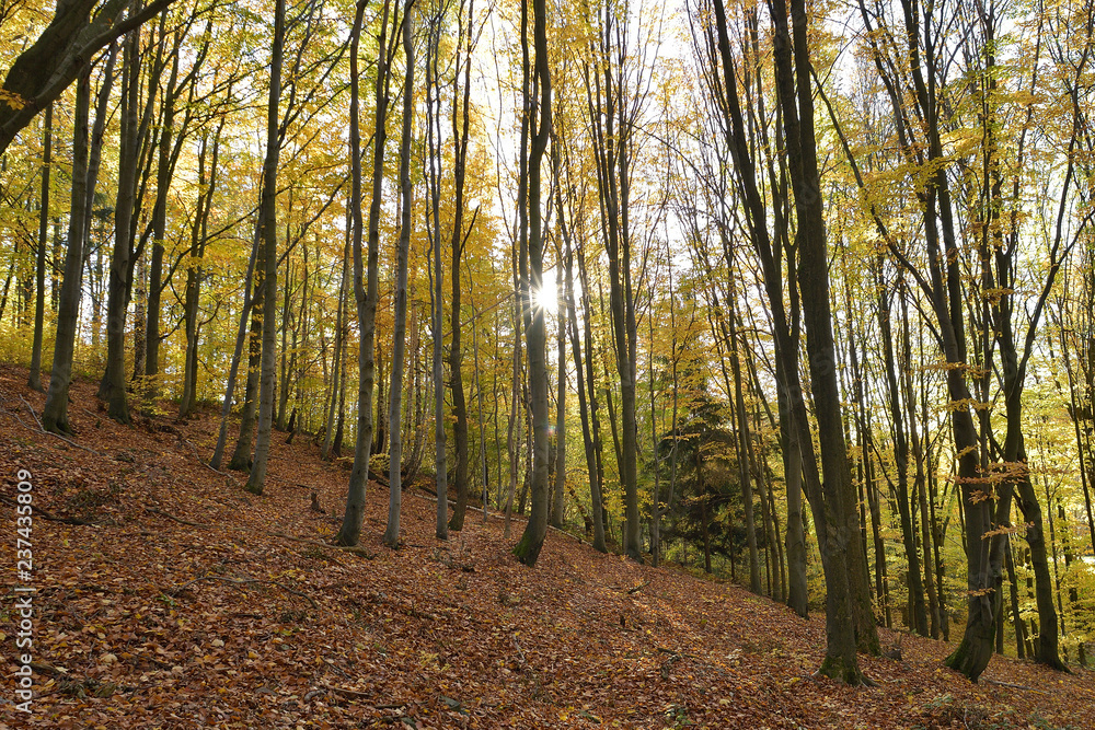 Obraz premium Direct sun rays which is lighting through trees in the forest