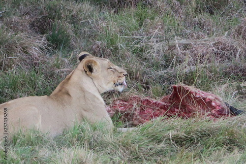 Löwin frisst ein Gnu in Afrika 