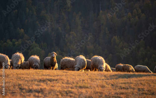 Flock of sheep in autumn season at sunset