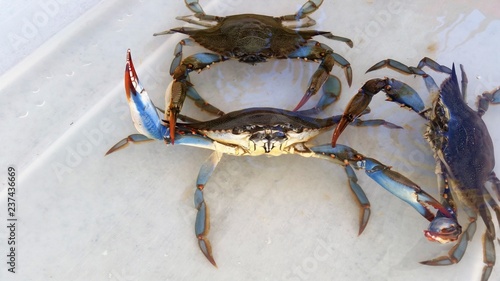 blue crabs