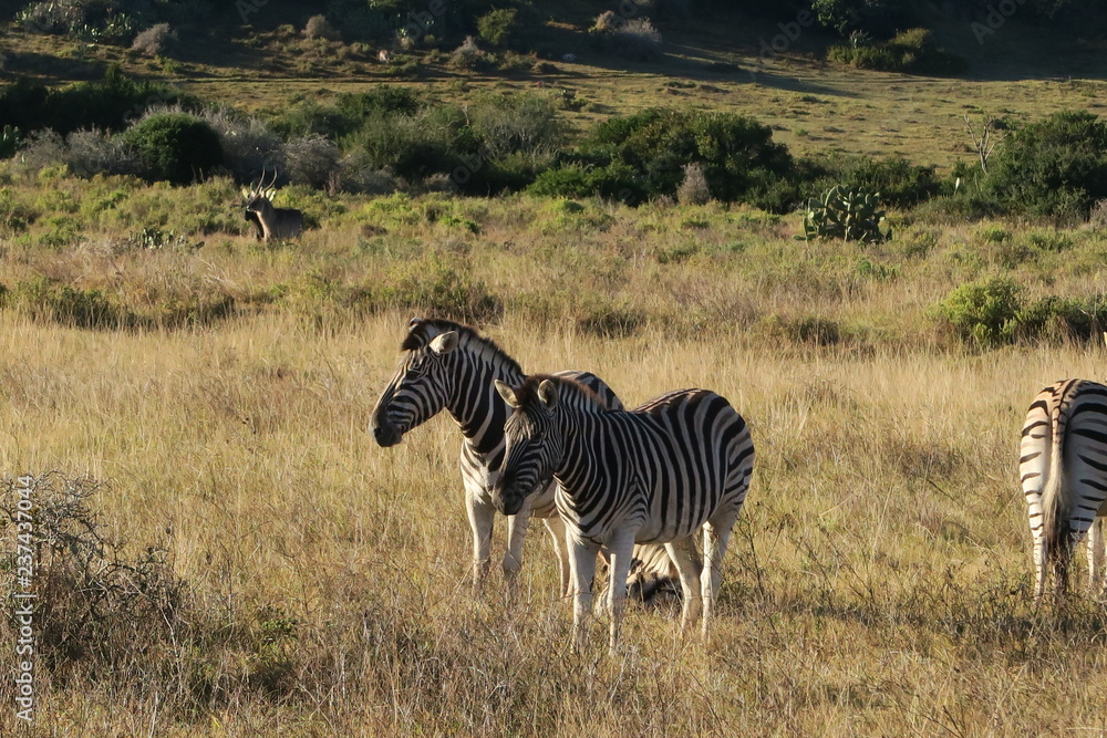 Fototapeta premium Zebra in Afrika