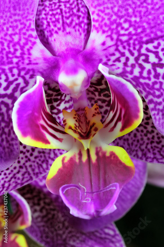 Orchid  es