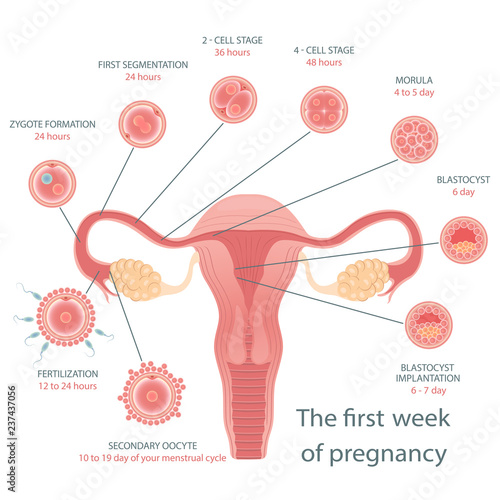 Stages of development of fertile cells. Stages of fetal development. Diagram of folliculogenesis. Educational Medical Information on Cell Division. Vector illustration. 