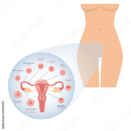 Stages of development of fertile cells. Stages of fetal development. Diagram of folliculogenesis. Educational Medical Information on Cell Division. Vector illustration. 