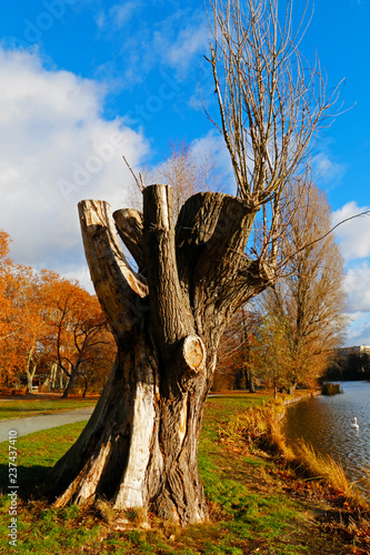 Großer Baumstumpf am Lietzensee photo