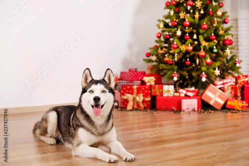 Portrait of young bruebred siberian husky dog wearing Santa Clauses elf helper costume for christmas carnival party. White brick wall with bokeh lights. Background, copy space, close up.