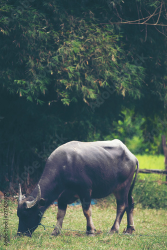 Thai water buffalo, vintage...