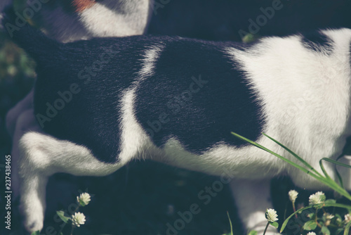 Fototapeta Naklejka Na Ścianę i Meble -  Cute puppies dog running in the meadow.