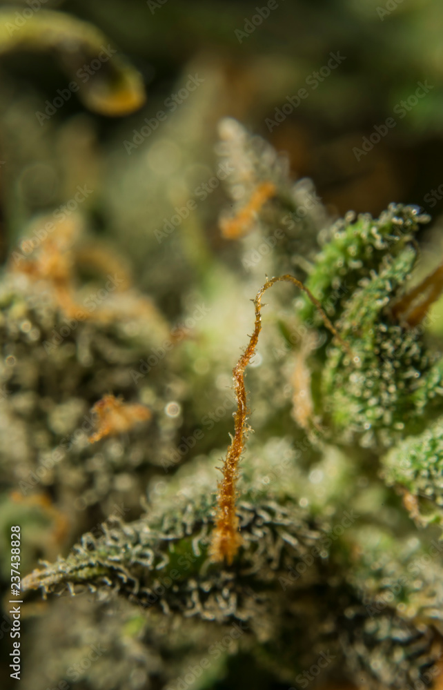 Macro view of dry marijuana color bloom and white thc Macro view of dry marijuana color bloom and white thc