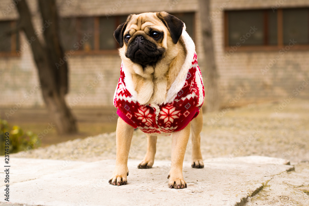 Obraz premium Cute puppy pug outdoors in the christmas suit. Dog in a red suit. Portrait of a cute puppy. Christmas.