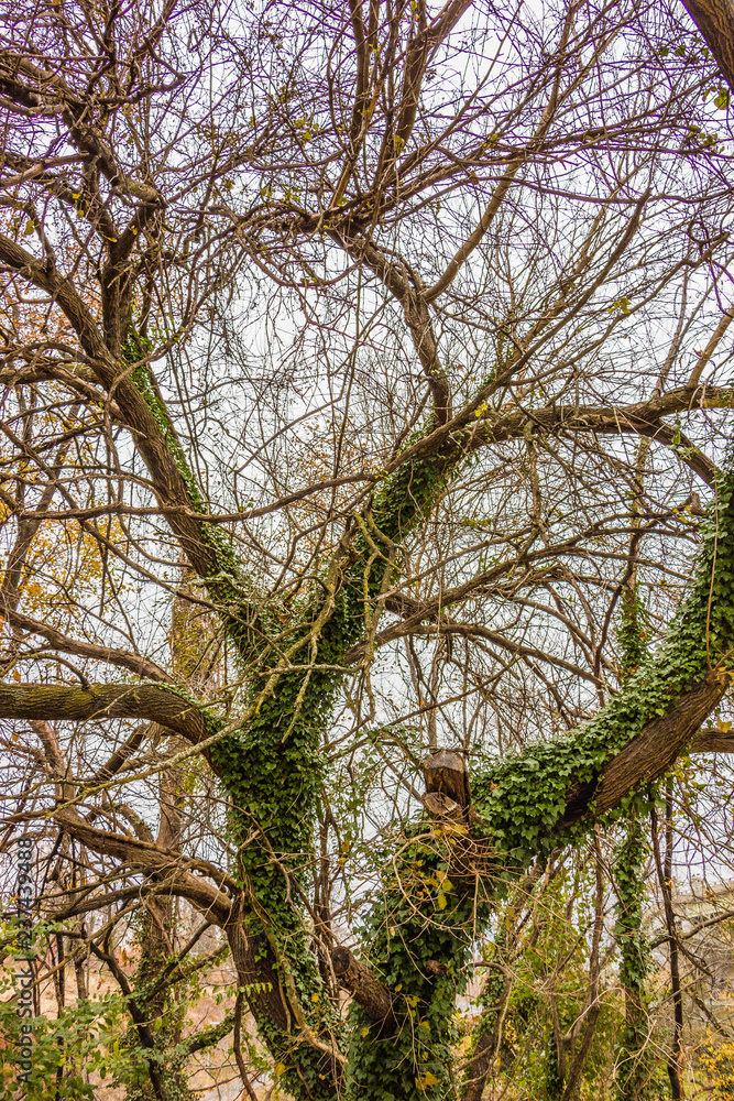 Fototapeta premium tree in the park