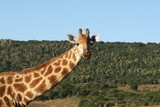 Giraffe mit Kind/Baby in Afrika