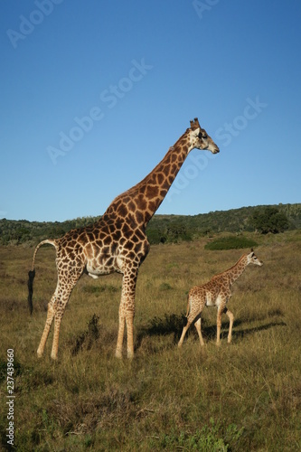 Giraffe mit Kind Baby in Afrika