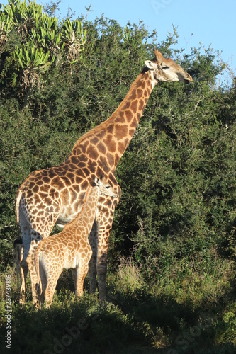 Giraffe mit Kind Baby in Afrika