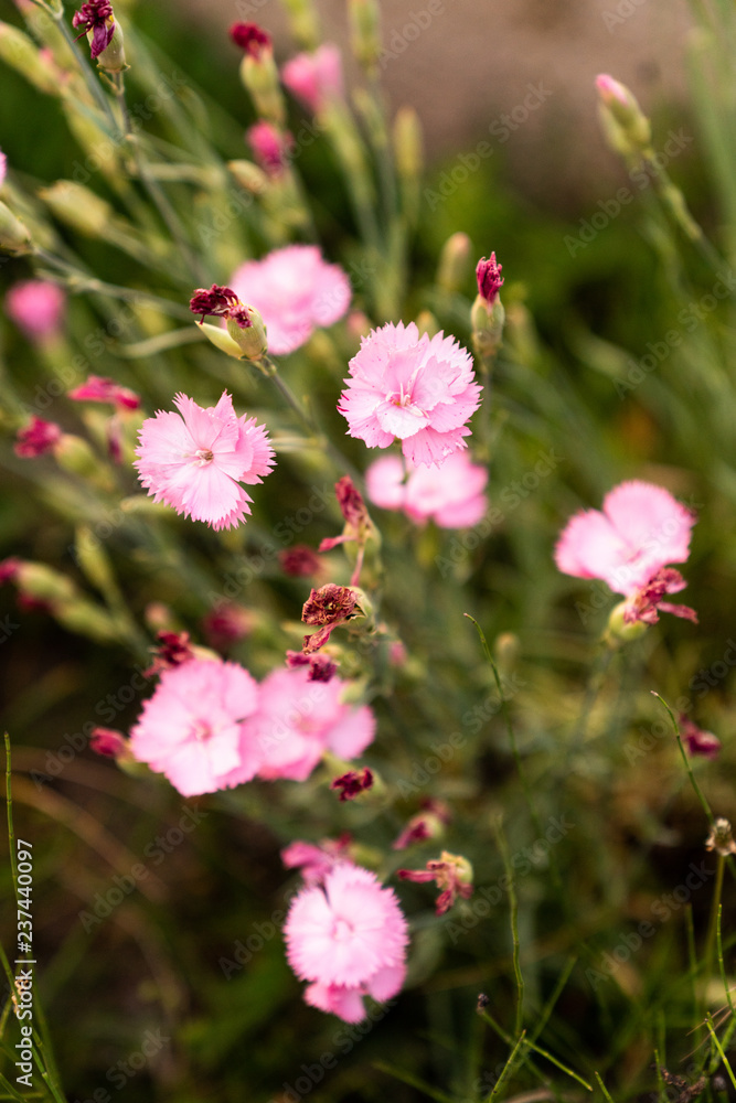 Pretty pink flowers amidst grass
