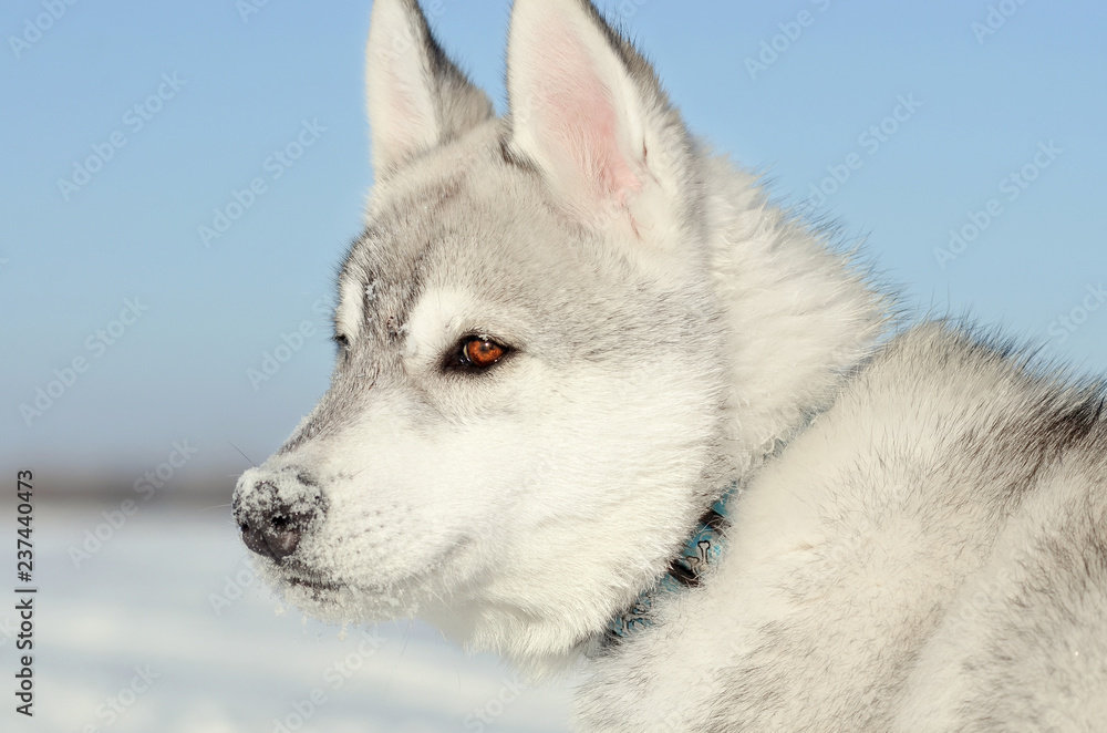 Siberian husky dog puppy gray and white side closeup blue and sky toned image Siberian husky dog puppy gray and white side closeup blue and sky toned image