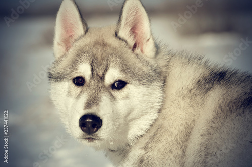 Sad lonely siberian husky dog puppy gray and white closeup in winter outdoors