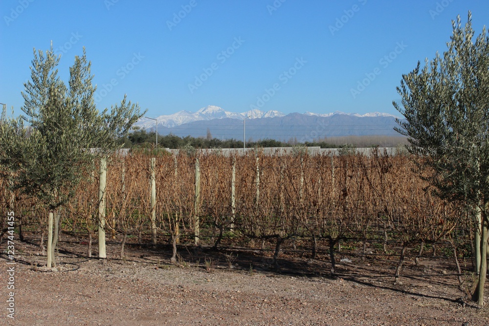 Fototapeta premium Vineyard and the Cordillera, Mendoza