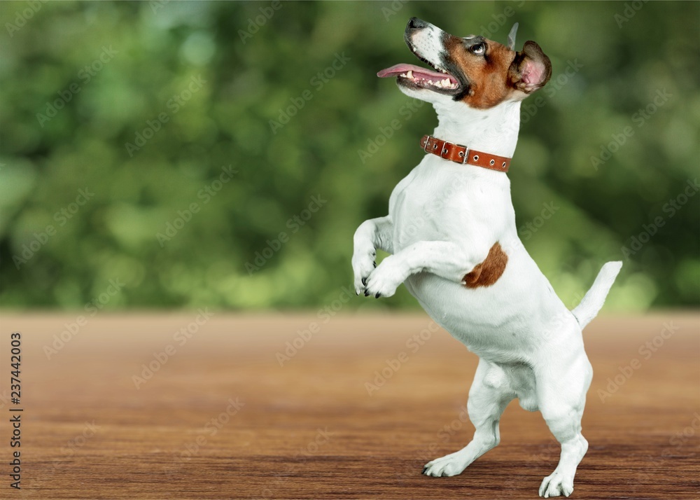 Cute small dog Jack Russell terrier on white background - obrazy, fototapety, plakaty 