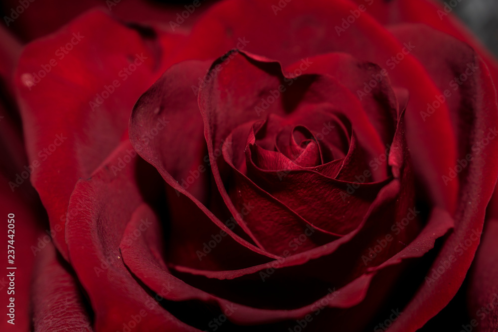 rose rose