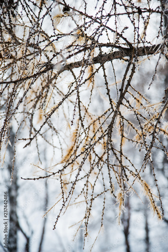 Natural background: the branches of the trees covered frost, close-up Natural background: the branches of the trees covered frost, close-up