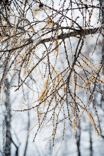 Natural background: the branches of the trees covered frost, close-up
