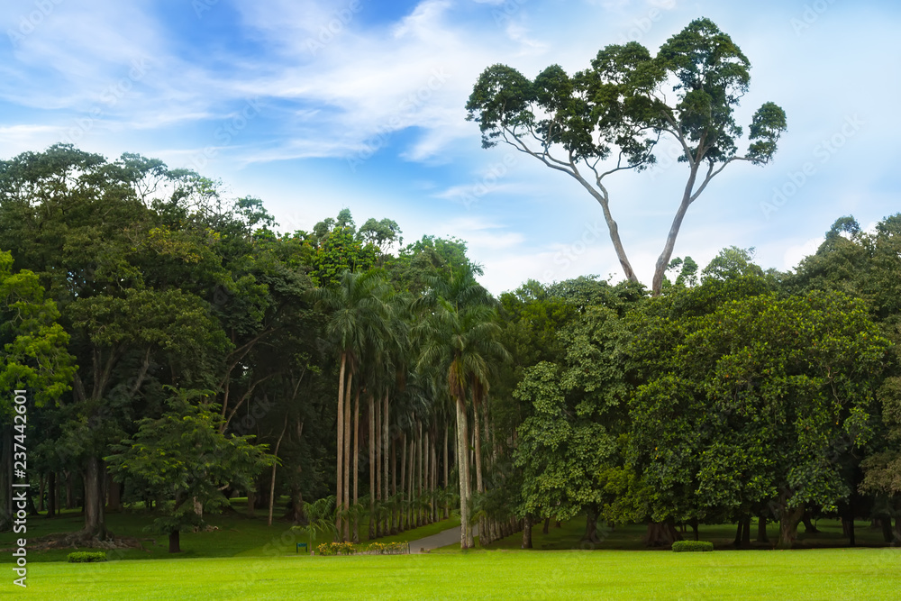 Botanical Garden of Peradeniya, Kandy,