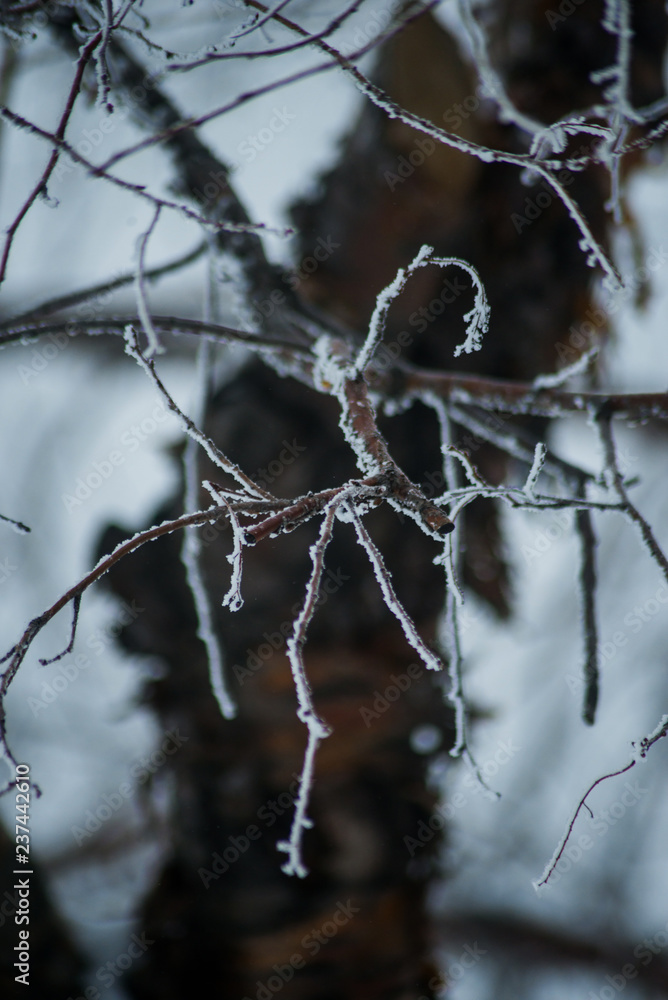 Natural background: the branches of the trees covered frost, close-up Natural background: the branches of the trees covered frost, close-up