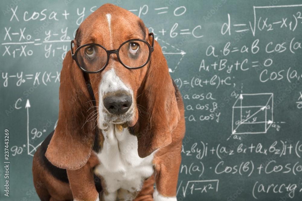 Math dog crazy glasses academic animal blackboard - obrazy, fototapety, plakaty 