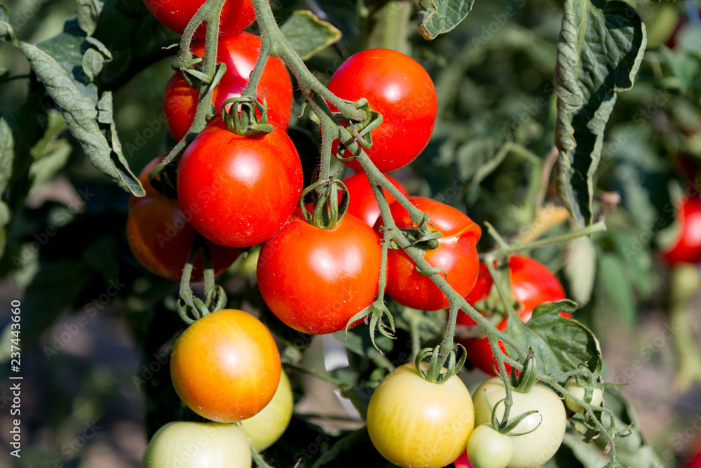 ripening red organic tomatoes (berry of the nightshade Solanum lycopersicum)
