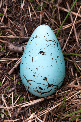 Egg from a Common Murre photo