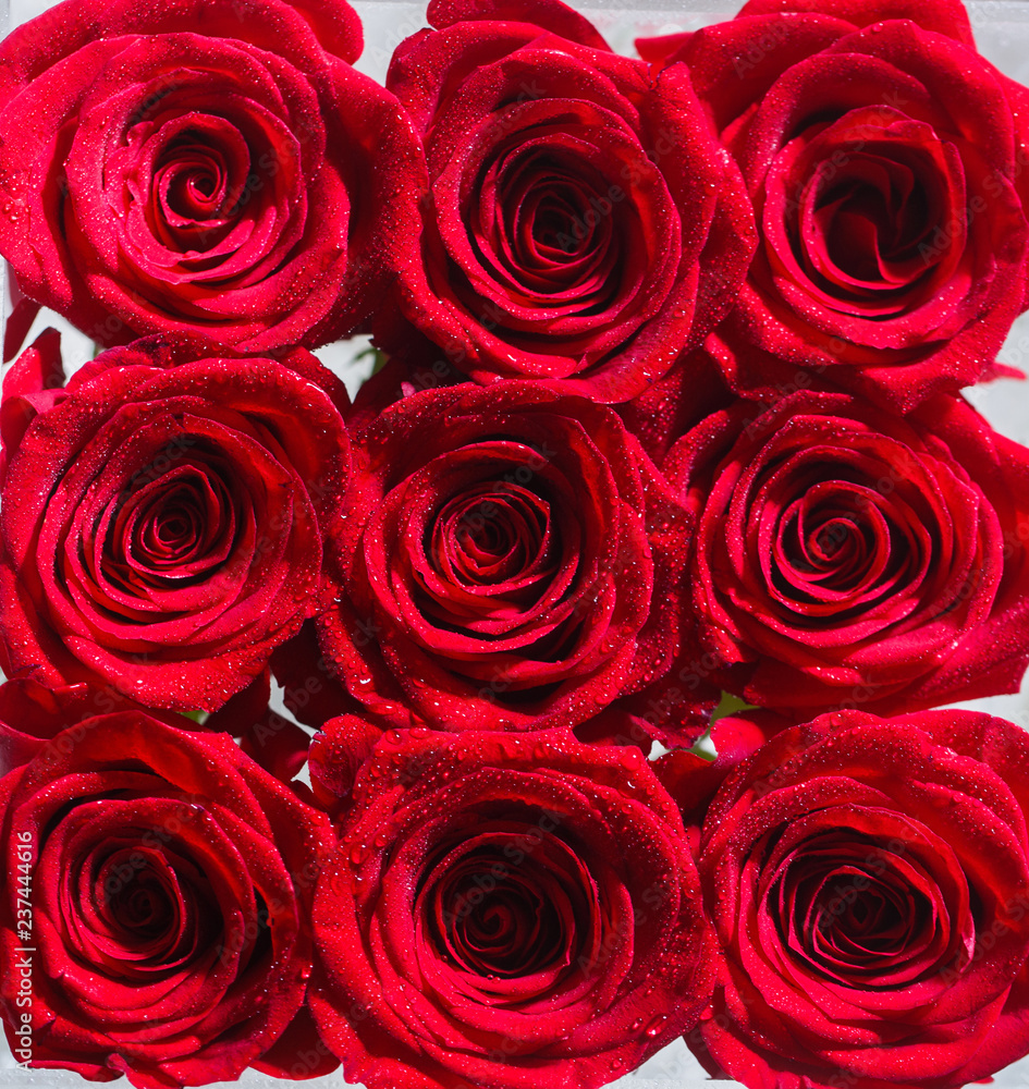 Collage of red roses. Bouquet of fresh roses, flower bright background. A  close up macro shot