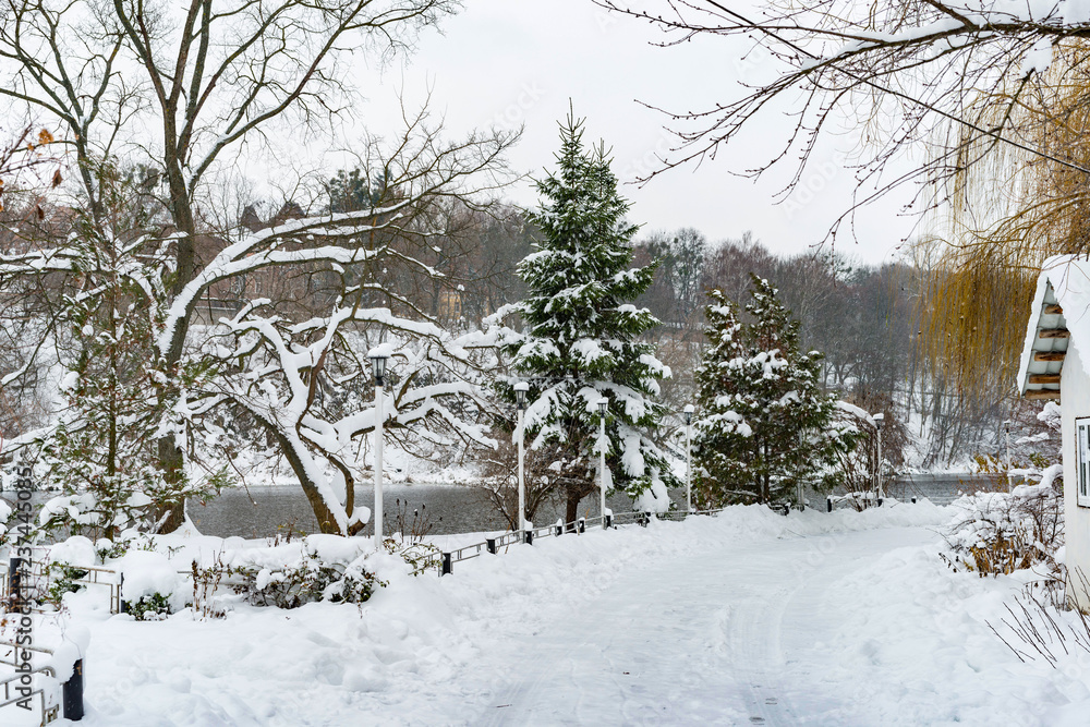 Fototapeta premium The trees near the river are covered with white snow