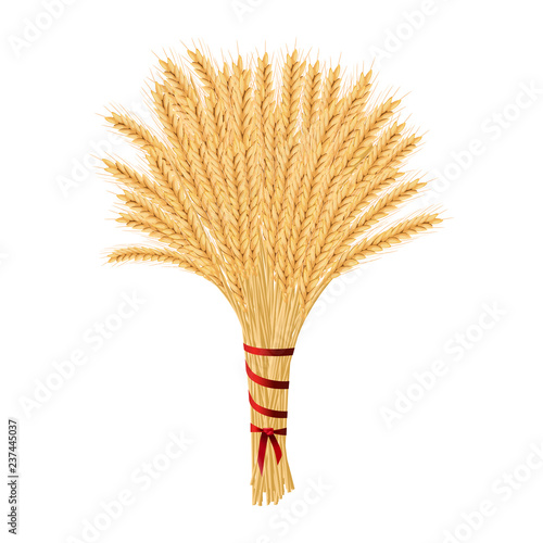 Bunch of wheat. Reap of spiked grain heads. Christmas sheaf. Sheaf of crop ears. Spikes, Julkarve, Julenek, vector illustration.