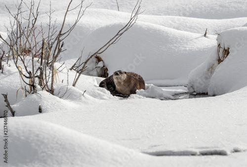 River Otter in snow