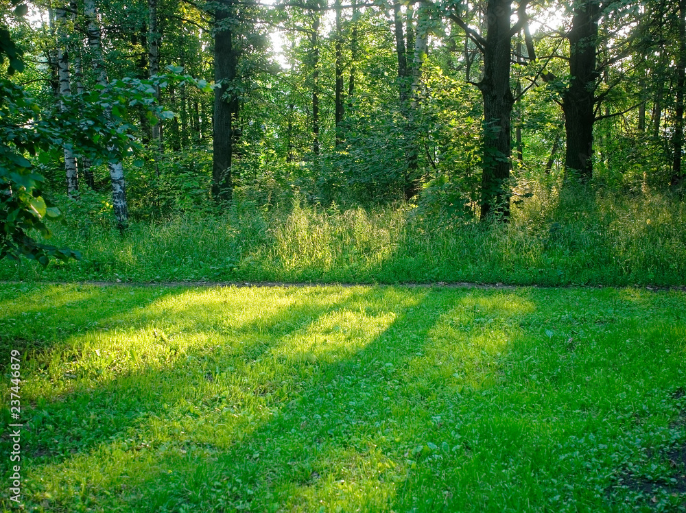 Fototapeta premium shadow of trees in the Park in summer