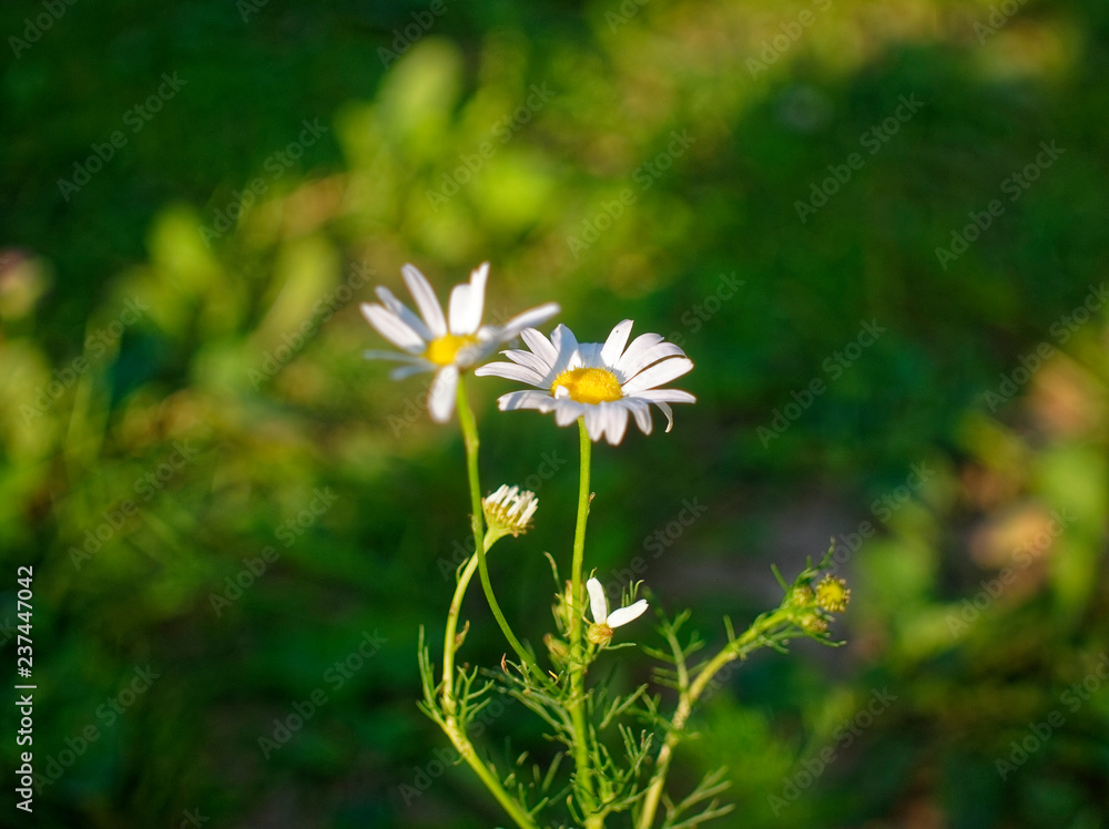 wild chamomile flowers on green grass background wild chamomile flowers on green grass background