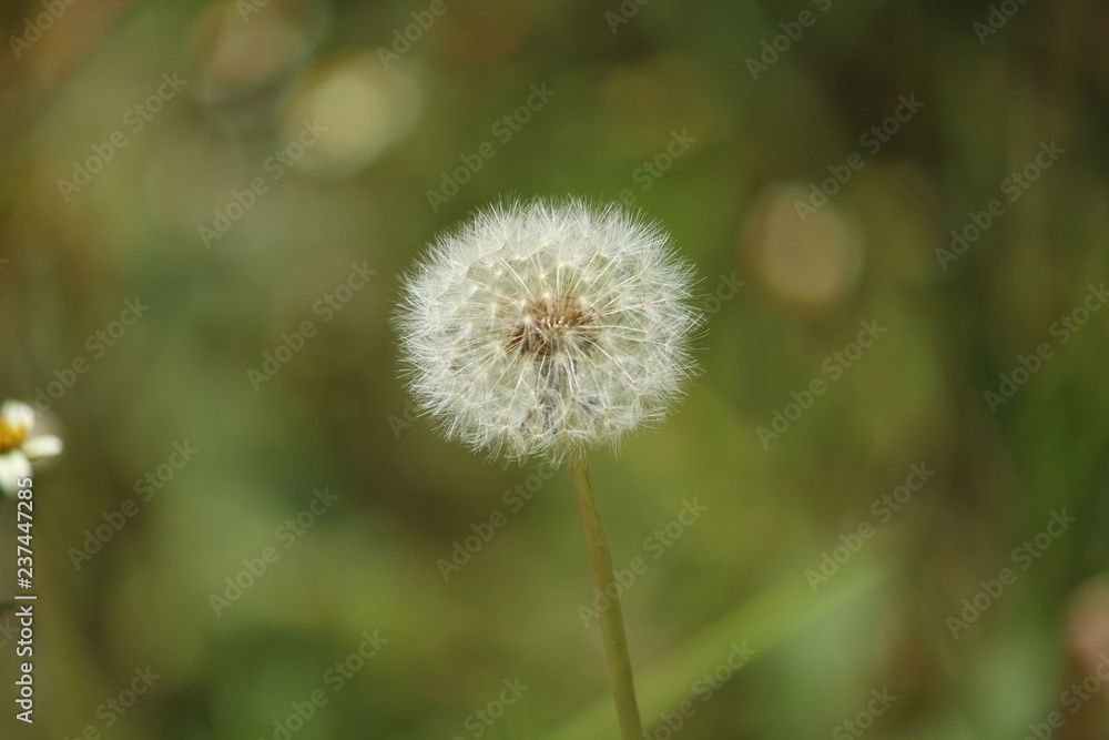 Feather Flower