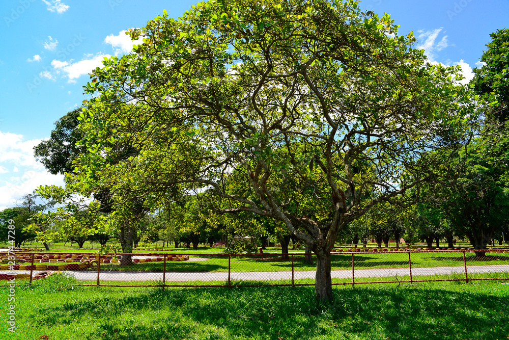 City Park in Brasilia, Brazil