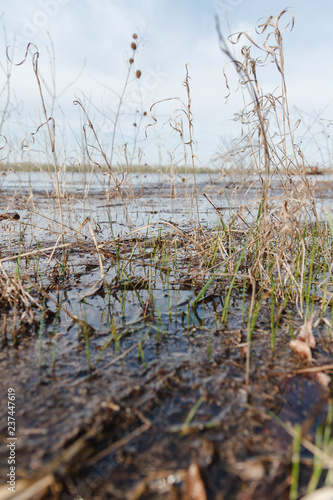 Wallpaper Mural Beautiful view of lake through dry herbs and branches in early spring. Torontodigital.ca
