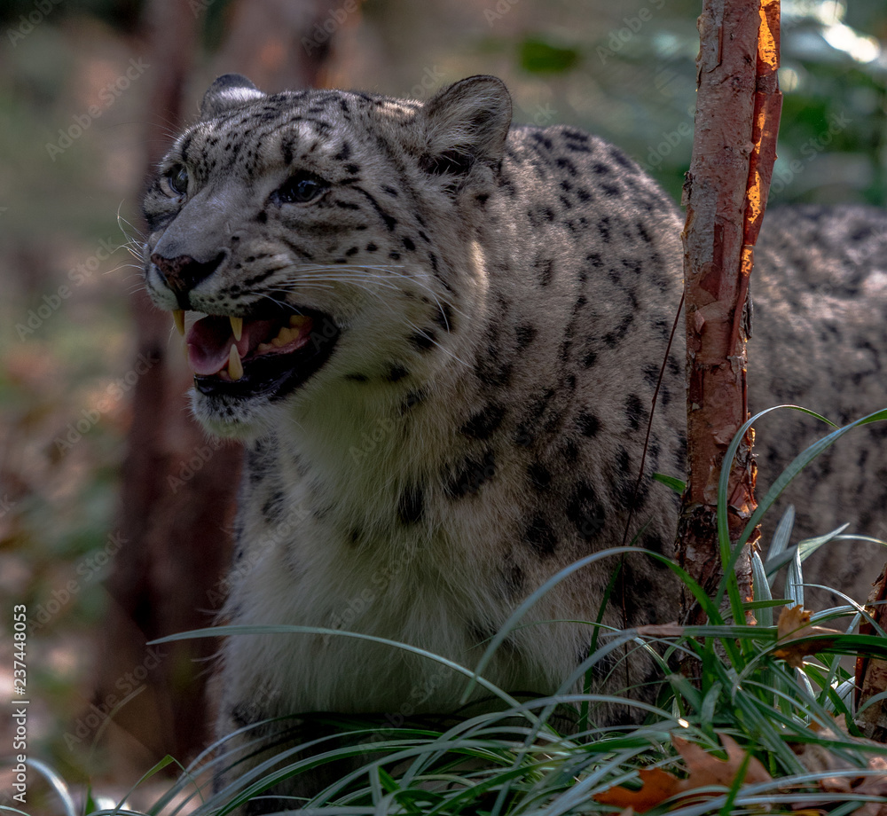 Obraz premium Iconic Spots on a Snow Leopard Snarling